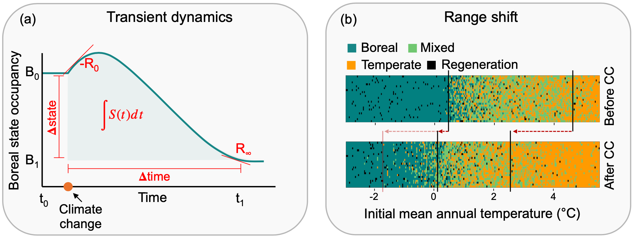 Figure 1: Conceptual schema of the two approaches used to test the effect of forest management on the response of forest to temperature increases. (a) Redrawn from Boulangeat et al. (2018). The spatially implicit version of the model was used to investigate how forest management affects the transient dynamics following temperature increases. Take, for instance, a patch with environmental conditions that mainly favour boreal species, the increase in temperature due to climate change will now favour other species over the boreal ones. As a result, the boreal state occupancy at equilibrium under the new climate (B_1 at t_1) will be lower than it was before climate change (B_0 at t_0). Five metrics can describe the transient phase between the old and new equilibrium: initial resilience (-R_0), asymptotic resilience (R_{\infty}), exposure (\Delta_{state}), sensitivity (\Delta_{time}) and cumulative amount of changes (\int S(t)dt). (b) The spatially explicit version of the model was used to study the effect of forest management on the range shift of forest states following climate change (CC) while accounting for limited dispersal of trees and stochastic dynamics. The two lattice grids represent the distribution of pure boreal, mixed, pure temperate, and regeneration states along a gradient of temperature ranging from boreal dominant to temperate dominant climate conditions. The cell size of the grids in this figure was increased for visual clarity. The left and right vertical black bars indicate the range limit between boreal and mixed, and between mixed and temperate, respectively. The upper lattice shows the distribution of forest states in equilibrium with climate before the increase in temperature (initial state). The bottom lattice shows, according to Vissault et al. (2020), that after 150 years following the increase in temperature, the mixed/temperate range limit followed climate change (red arrow), but the boreal/mixed range limit did not (faded red arrow). We use this scenario to study the potential of forest management to accelerate the range shift of the boreal-temperate ecotone towards colder temperatures.