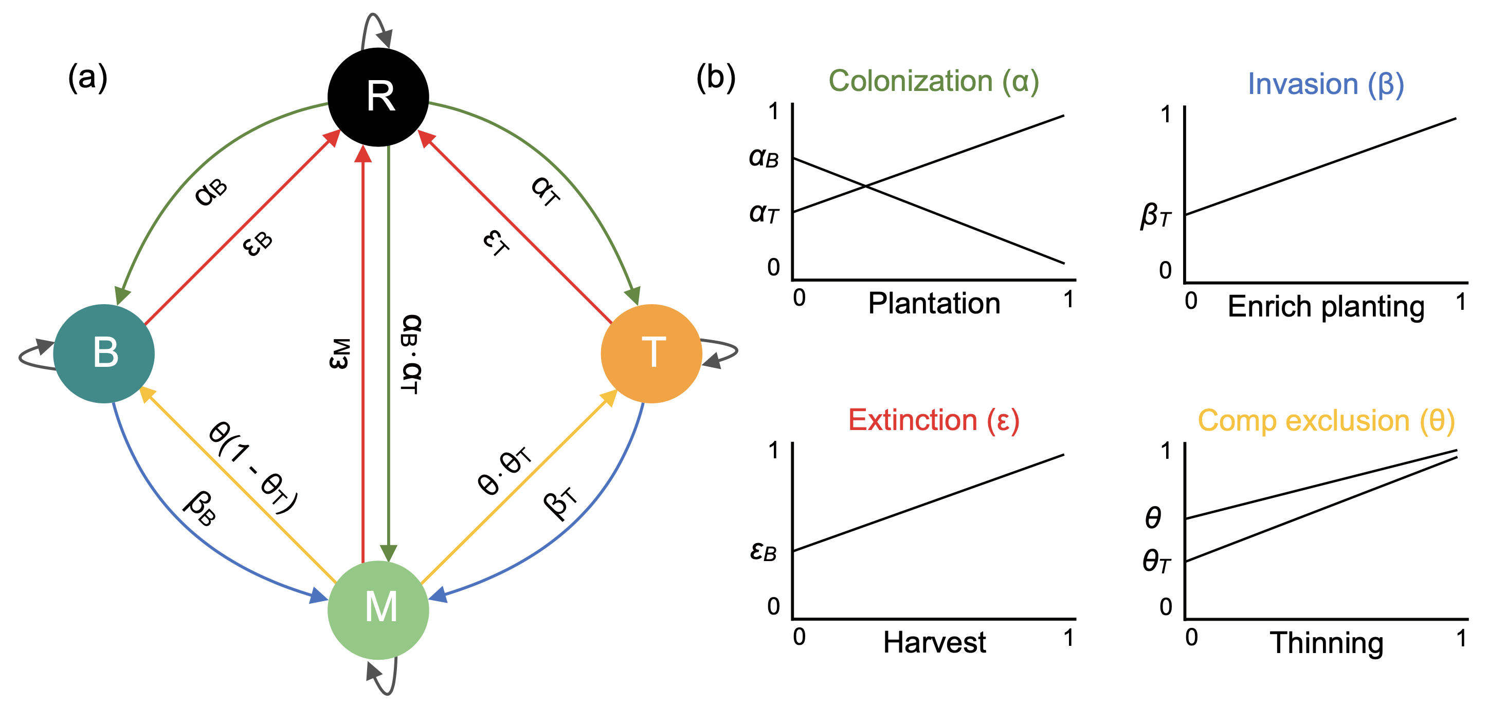 Figure 2: Schema of the State and Transition Model adapted from Vissault et al. (2020). Directional arrows describe the colonization (\alpha), extinction (\varepsilon), invasion (\beta), and competitive exclusion (\theta) processes driving the transition between the four forest states: (R)egeneration, (B)oreal, (T)emperate, and (M)ixedwood. The panel (b) summarises the effect of increasing the intensity of forest management in each of the four ecological processes. For instance, increasing plantation intensity will increase the rate of transition from R to T and consequently descrease the rate of change from R to B and from R to M. The values of each of the 9 specific (process x state) parameters are shown in Figure S7.