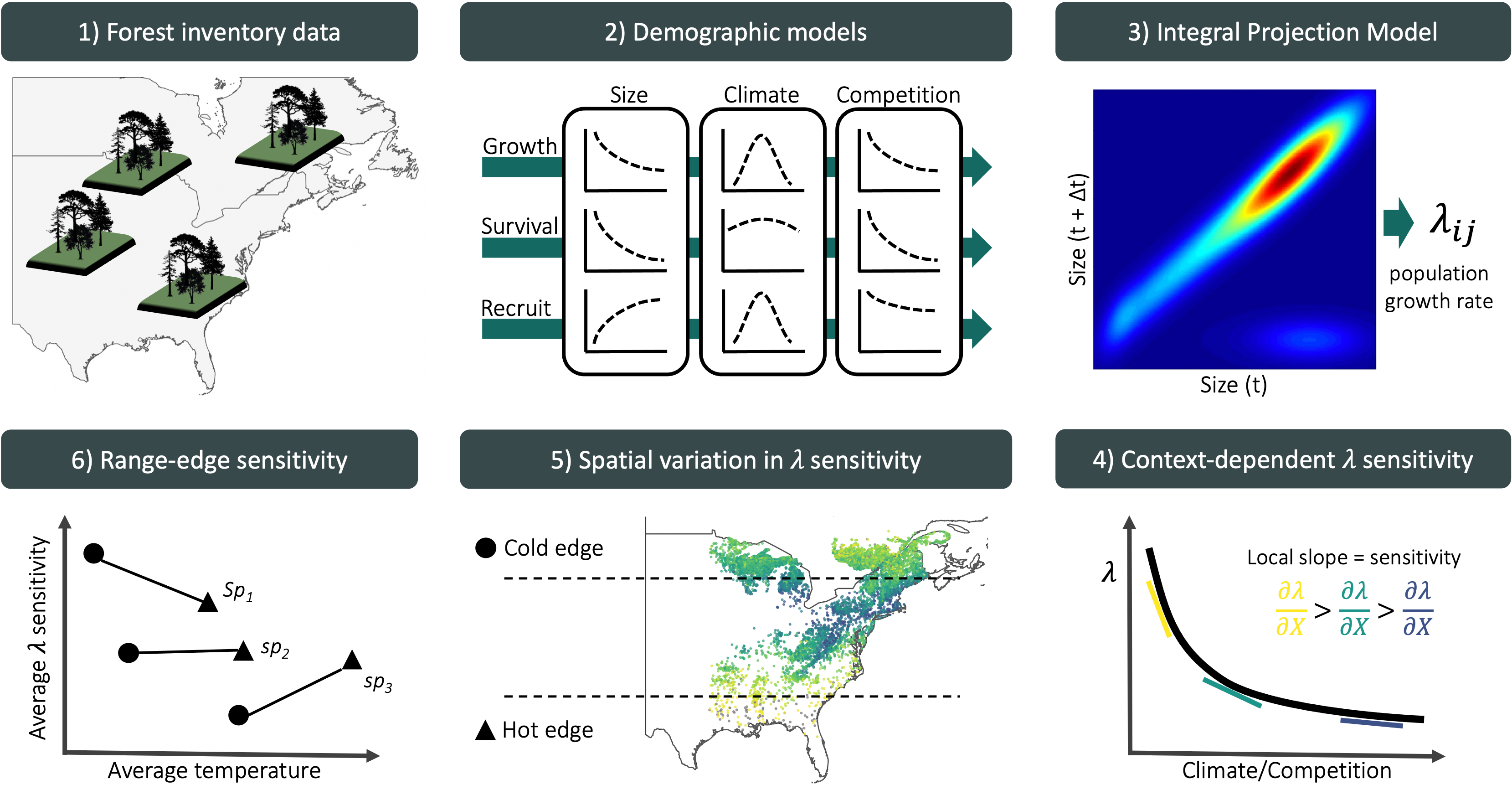 Figure 1: Conceptual framework to assess how population growth rate sensitivity to climate and competition varies across species’ geographic ranges. Using repeated measurements of individual trees from forest inventories spanning the eastern United States and Québec, Canada, we fitted species-specific growth, survival, and recruitment models parameterized as functions of individual size, competition, and plot-level climate covariates. These demographic models form the components of an Integral Projection Model (IPM), from which we derive the population growth rate (\lambda) for each species i at a plot location j. We use perturbation analysis to quantify the sensitivity of \lambda to climate and competition under the local environmental and stand composition context of each plot. Plots at the cold and hot range edges were identified using the 10th and 90th percentiles of mean annual temperature across the species’ distribution. By averaging sensitivities across plots within each range edge, we assess how population growth rate sensitivity differs between cold and hot distributional limits.
